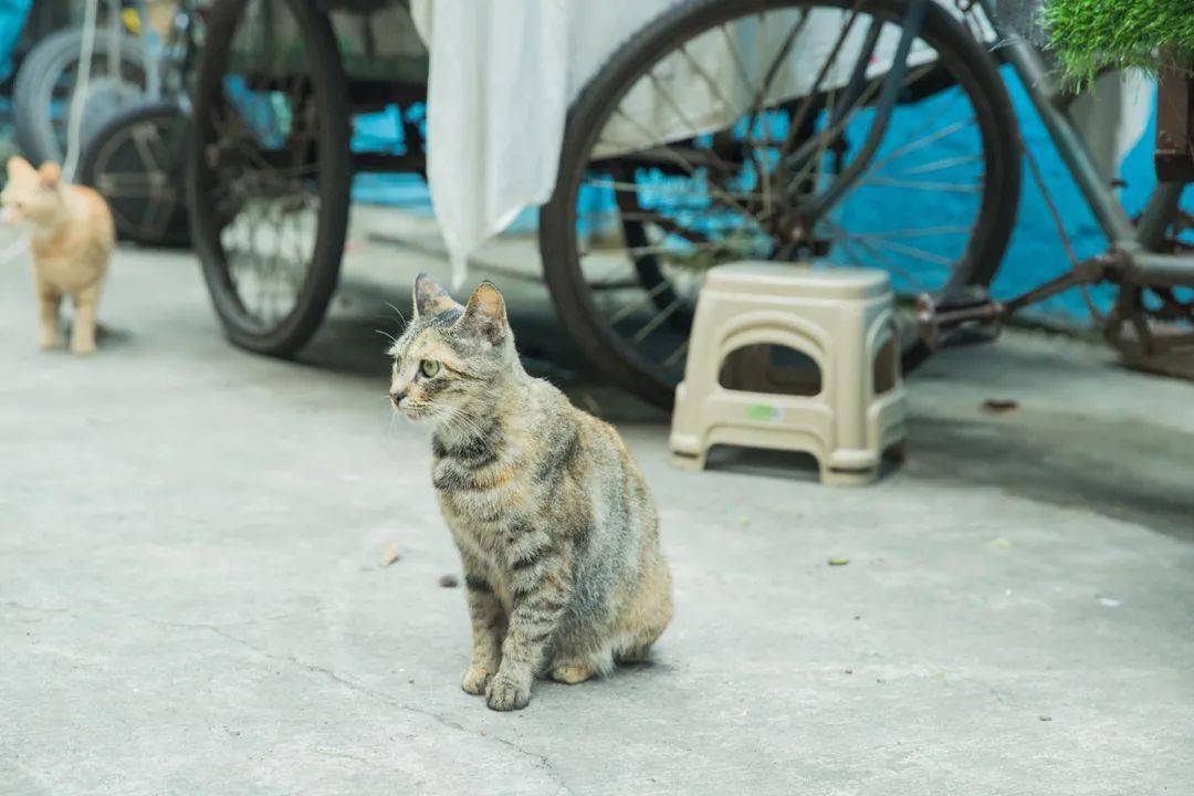 金砂街道最新天气预报