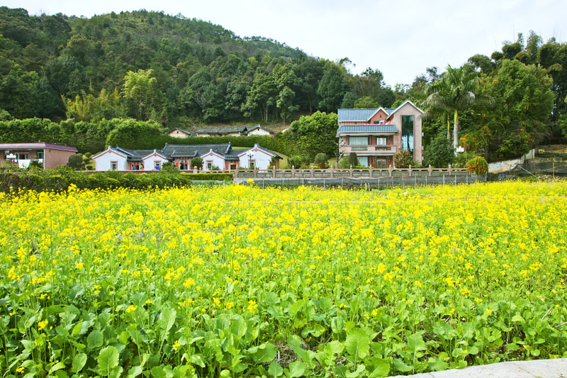 黄洋村最新天气预报